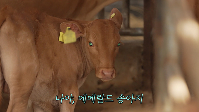 시즌2 10회 '종합선물세트 특집' 26