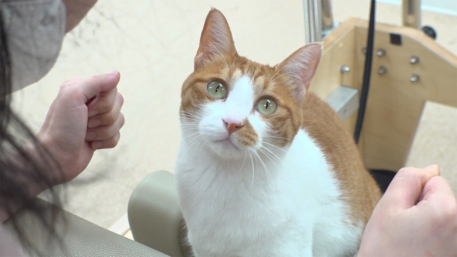 1,234회 시흥 코어를 부탁해 필테냥 유자 썸네일