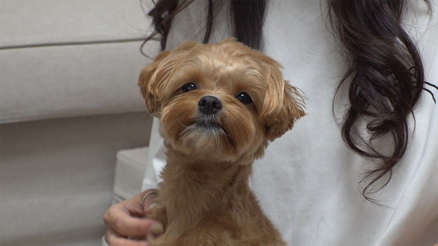 1,237회 '주세요 강아지' 동동이 썸네일