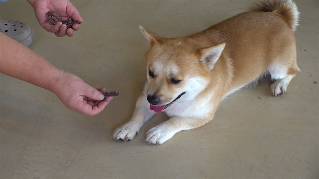 1,238회 시주견 룽지 썸네일