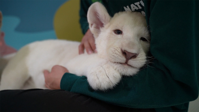 새끼 백사자 루나와 루카 1245