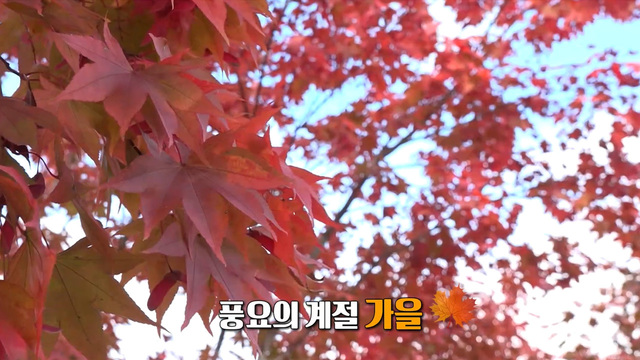 3,883회 제철 단감으로 오감 만족 썸네일