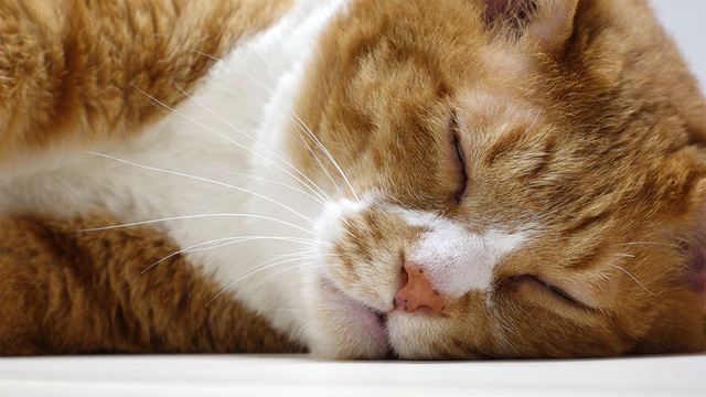 내겐 너무 무거운 냥 통이 1246