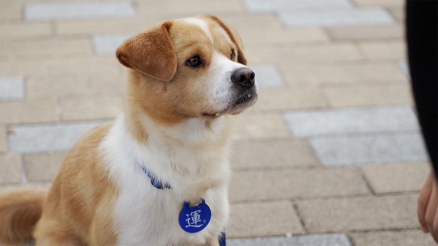 01247회 <특집> 똥.개.강.림. 1편 썸네일