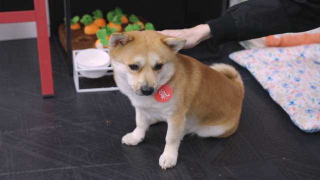 01248회 <특집> 똥.개.강.림. 2편 썸네일