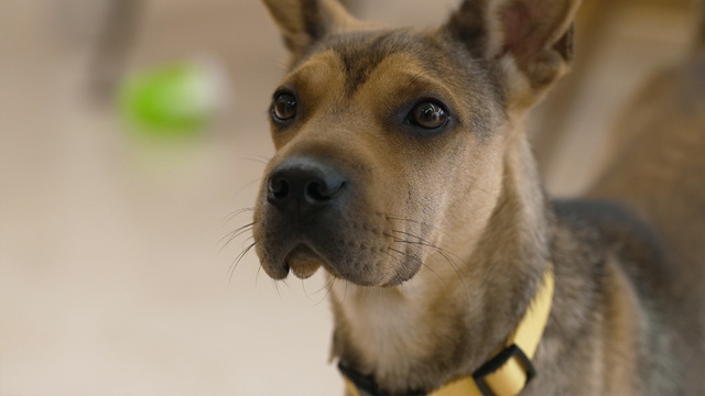 01249회 <특집> 똥.개.강.림. 3편 썸네일