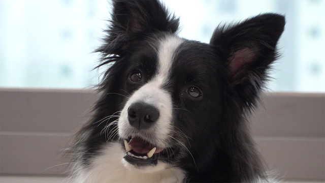 01250회 영동 캐니크로스, 달려라 부추 썸네일