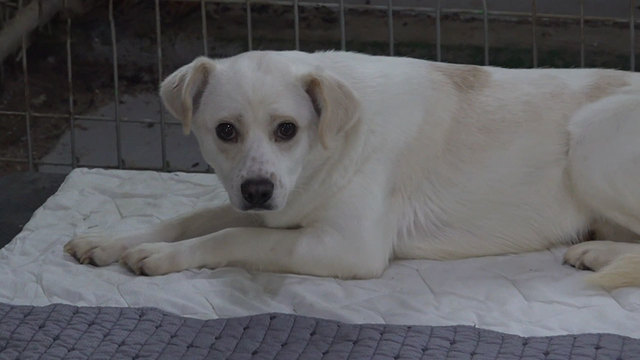 8,761회 인천 유기동물 보호소 폐쇄, 100여 마리 안락사 위기 썸네일