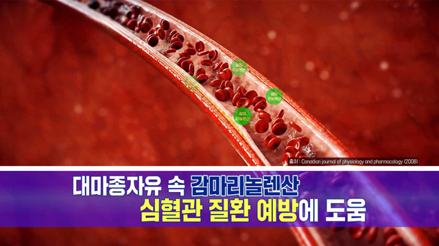 흡수율 중요 대마종자유 64