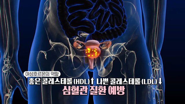 03909회 중년 여성의 적, 여성 호르몬 썸네일