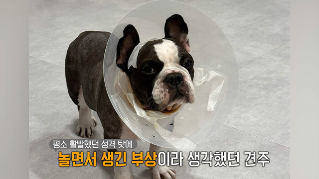 8,767회 애견유치원 반려견 상습 폭행 썸네일