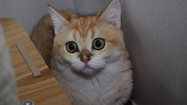 실종 고양이 수배 24시 1252