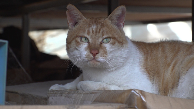 남양주 두 발 야옹이 1253