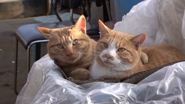 01254회 도둑질하기 딱 좋은 냥씨다 썸네일