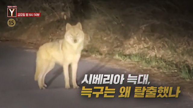 [4월 17일 예고] 시베리아 늑대, 늑구는 왜 탈출했나 / 그날의 비극은 왜 이가족을 향했나