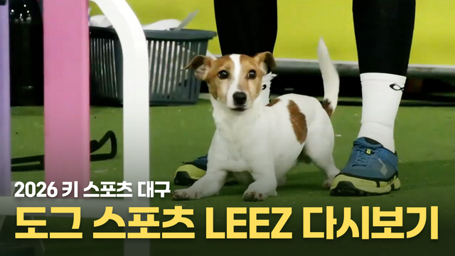 240회 쓰리에이치 아스릭손과 함께하는 2026 키 스포츠 대구 <도그 스포츠 LEEZ 어질리티 대표팀 결정전> 썸네일