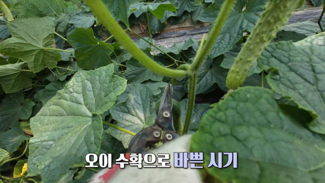 4,000회 미리 즐기는 여름의 맛, 오이! 썸네일
