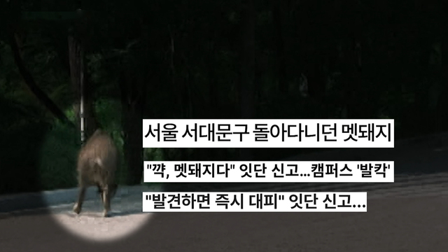 08864회 서울 마포구 아파트에 출몰한 멧돼지 썸네일