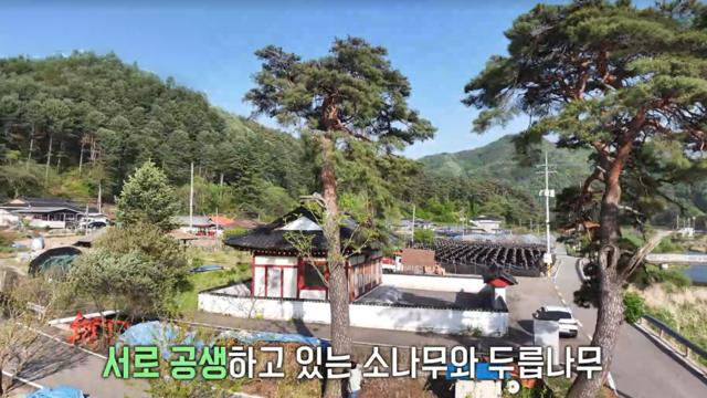 4,003회 소나무에서 자라는 수상한 가지의 비밀 썸네일