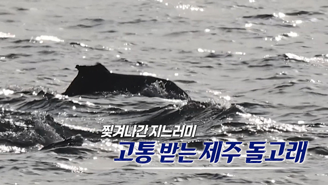 560회 찢겨나간 지느러미...고통 받는 제주 돌고래 썸네일