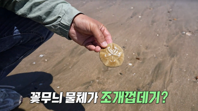 4,012회 바다 뒤덮은 수상한 꽃? 썸네일