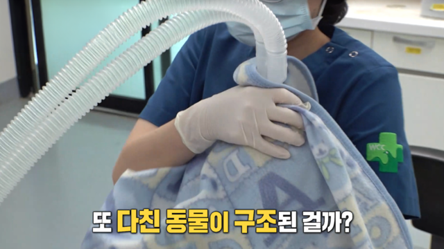 4,015회 야생동물 구조의 최전선! 야생동물센터 24시 썸네일