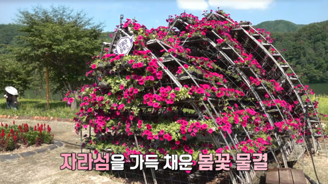 4,018회 봄빛 가득! 2026 자라섬 꽃 페스타 썸네일