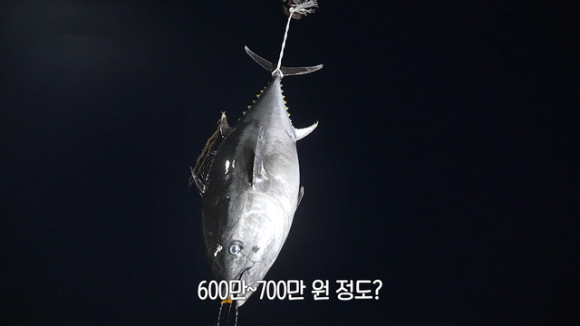 8,899회 '바다의 로또' 참다랑어 잡아도 그냥 방류...왜? 썸네일
