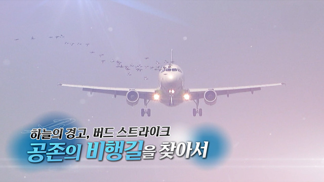 402회 하늘의 경고. 버드 스트라이크 공존의 비행길을 찾아서 썸네일