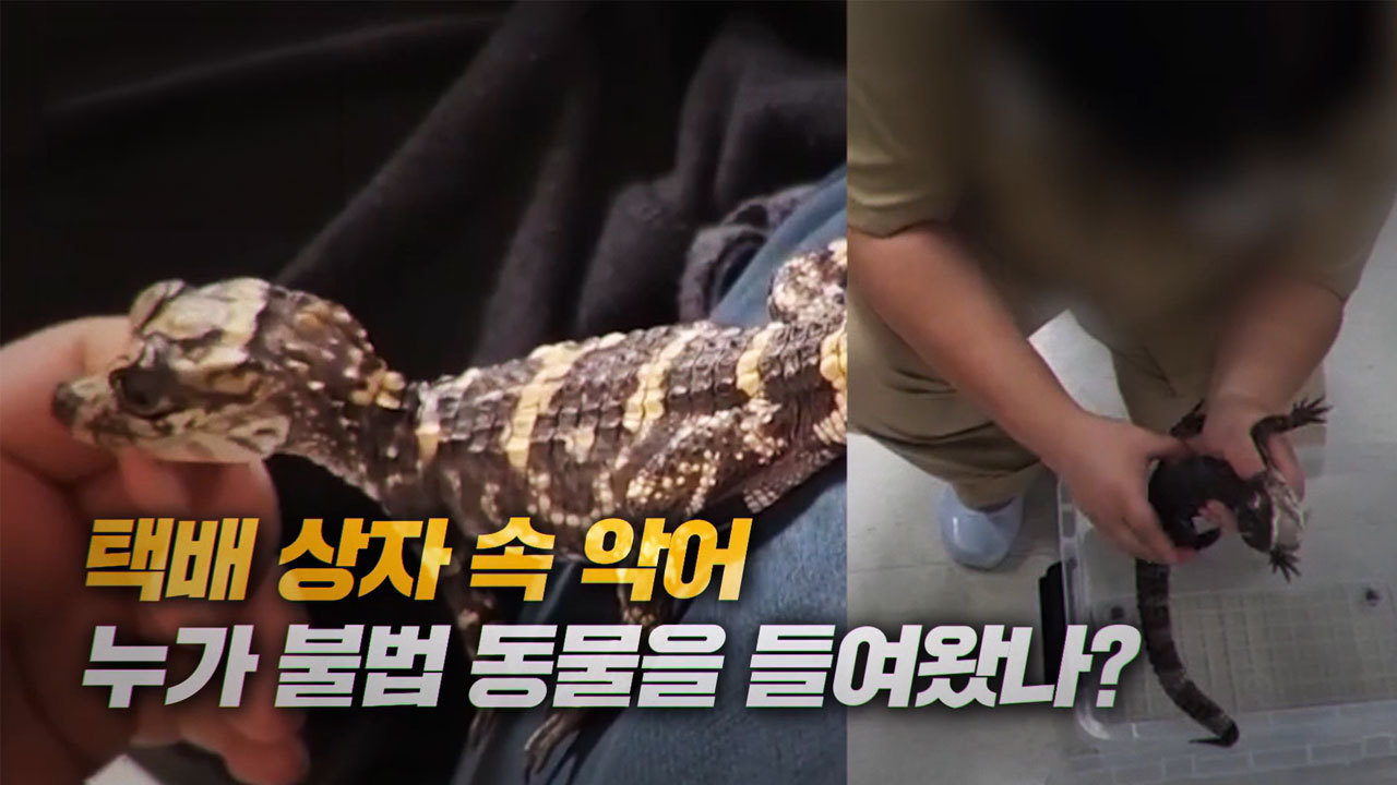 [8월 14일 예고] 군수님이 군민을 입막음하는 이유는 무엇일까 / 택배 상자 속 악어 누가 불법 동물을 들여왔나?