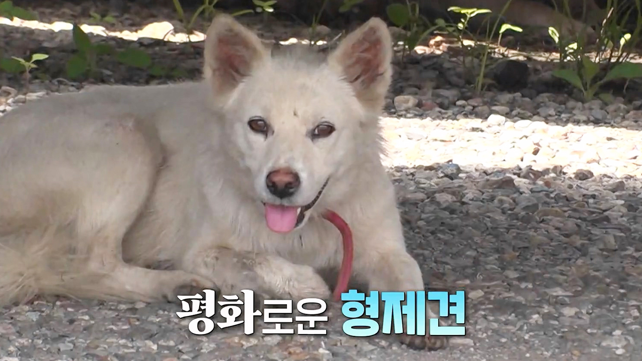 내 편은 너뿐이야, 거리 위 형제견