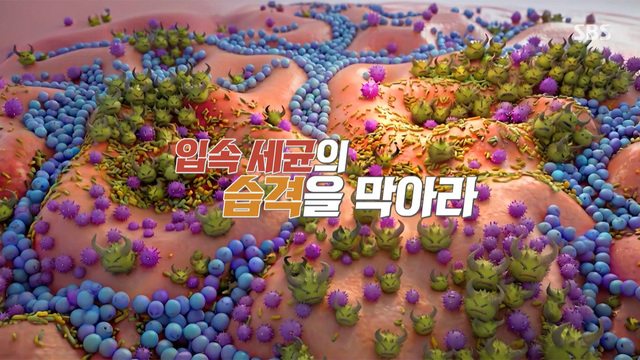 408회 입속 세균의 습격을 막아라 썸네일