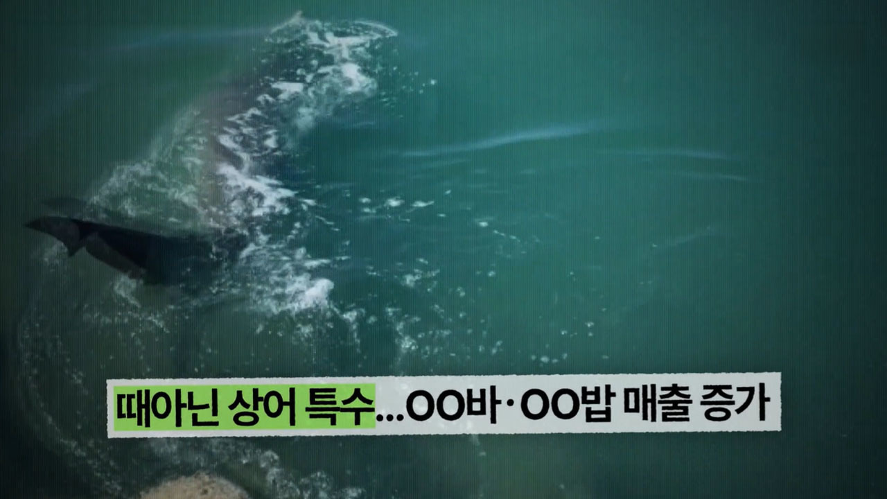 부산에 나타난 상어 ‘부캉이’  - 부캉이는 왜 수로를 떠나지 못하나?