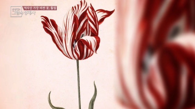 역사상 가장 비싼 꽃, 튤립! 그 가격은 과연 얼마?