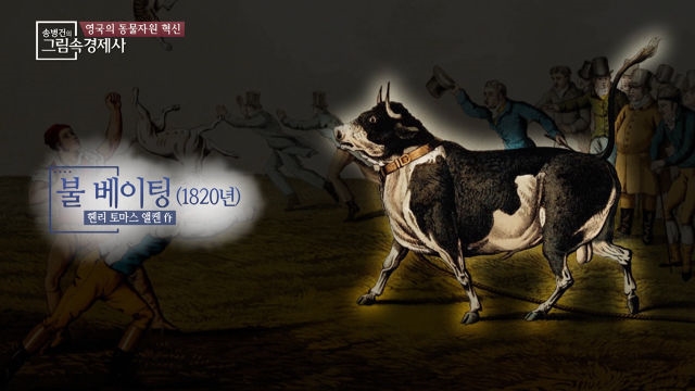 인간의 잔혹함! 소는 물어 뜯기고, 개는 튕겨져 나가고, 그런데 세계적 인기??