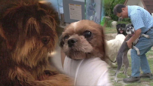 주인을 하염없이 기다리던 犬들의 ‘감동적인 순간들’