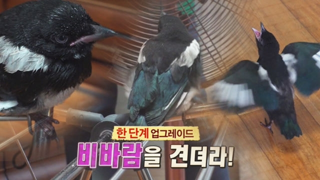 사람 손에서 자란 까치 ‘까순이’의 거침없이 홀로서기!