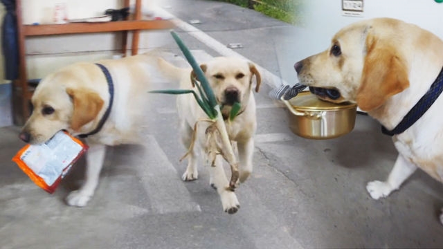 라면에 넣을 대파 뽑아오는 ‘천재犬 행복이’의 근황!