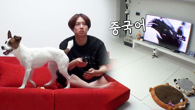 ‘김희철 일상’ 반려견 기복이와 공놀이하며 TV 시청하기