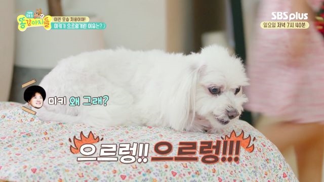 미키, 으르렁 으르렁 으르렁대!