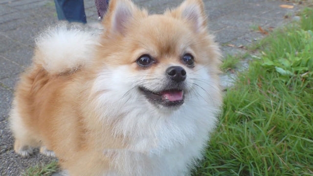 물구나무犬, 그 이유가 사교성이 너~무 좋아서!