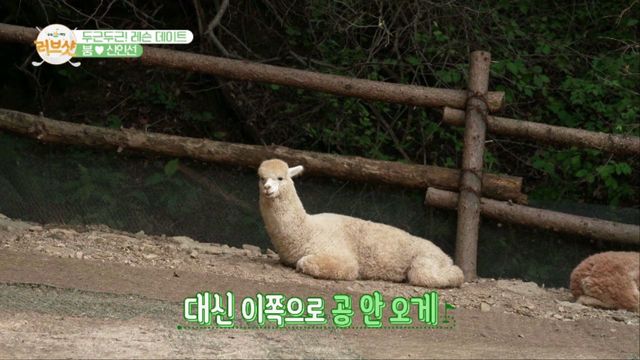인선이와 알파카의 두근두근 데이트