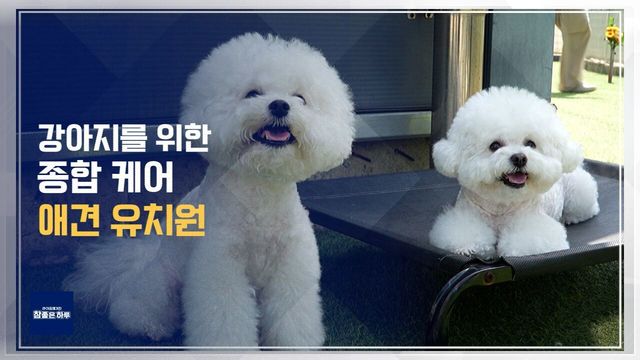 [라이프 매거진 참 좋은 하루] 놀이·교육·운동까지! 강아지 종합 케어