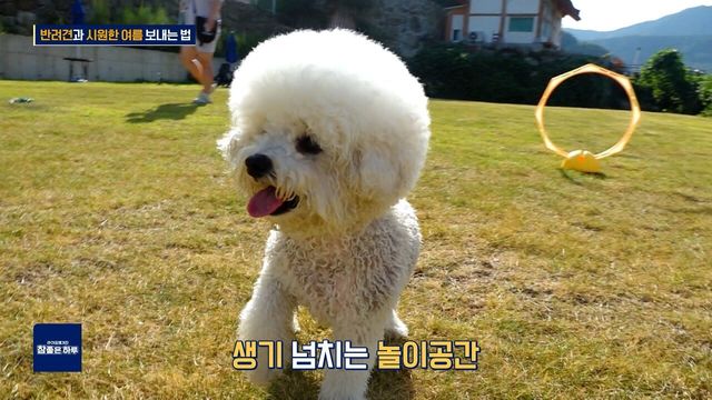 반려견과 시원한 여름 보내는 법