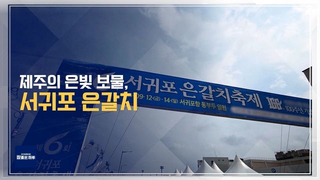 제철 맞은 서귀포 은갈치