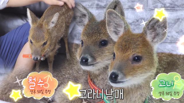 ‘고라니 남매’ 고니×철수의 아파트 완벽 적응 생활!