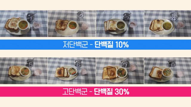 고단백 VS 저단백, 단백질량과 섭취 칼로리의 관계