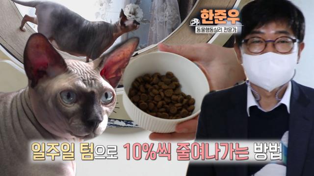 ‘초대형 뚱보 고양이’ 와샤, 건강을 위한 환골탈태 프로젝트!