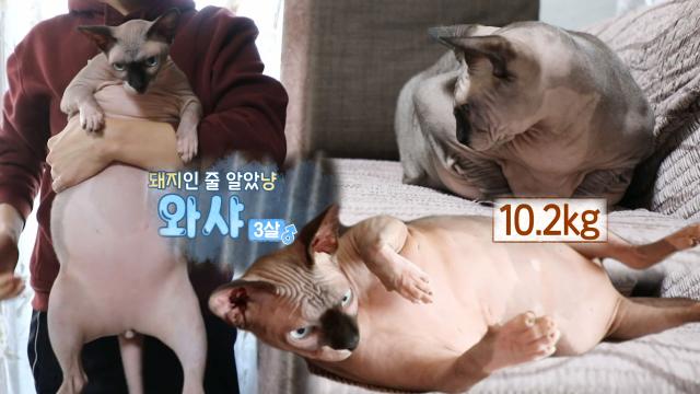 10kg 넘는 거대 스핑크스 뚱냥이 ‘와샤’