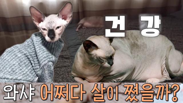 작고 말랐었던 고양이 와샤가 초고도 비만 뚱냥이가 된 이유!